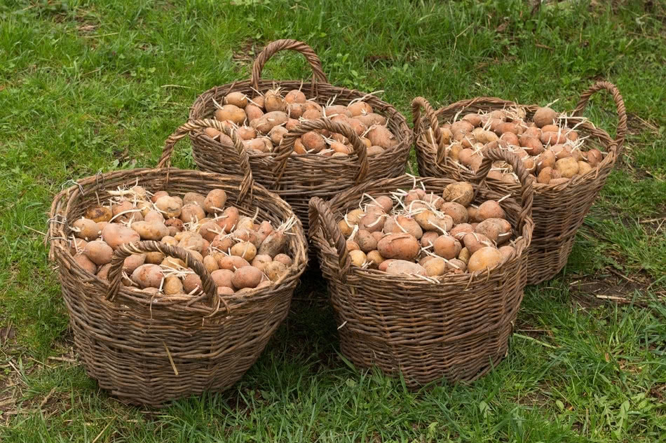 Посадка картофеля