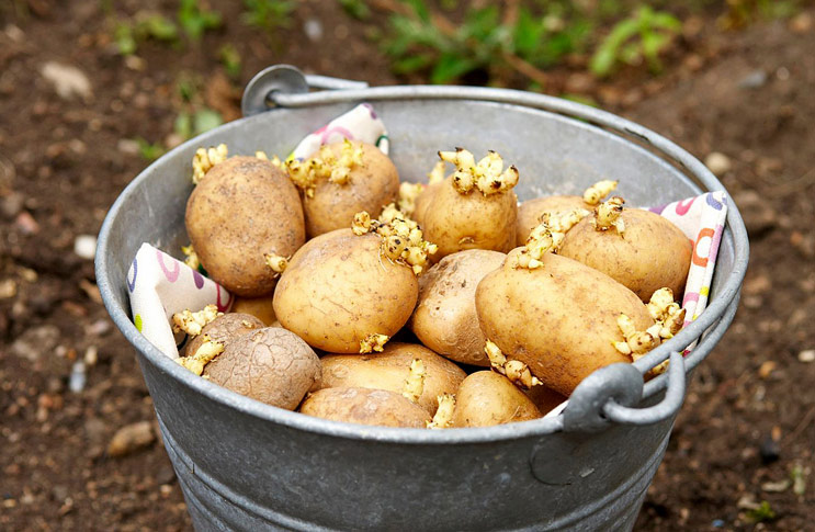 высаживания картофеля