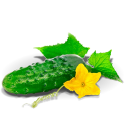 огурец
